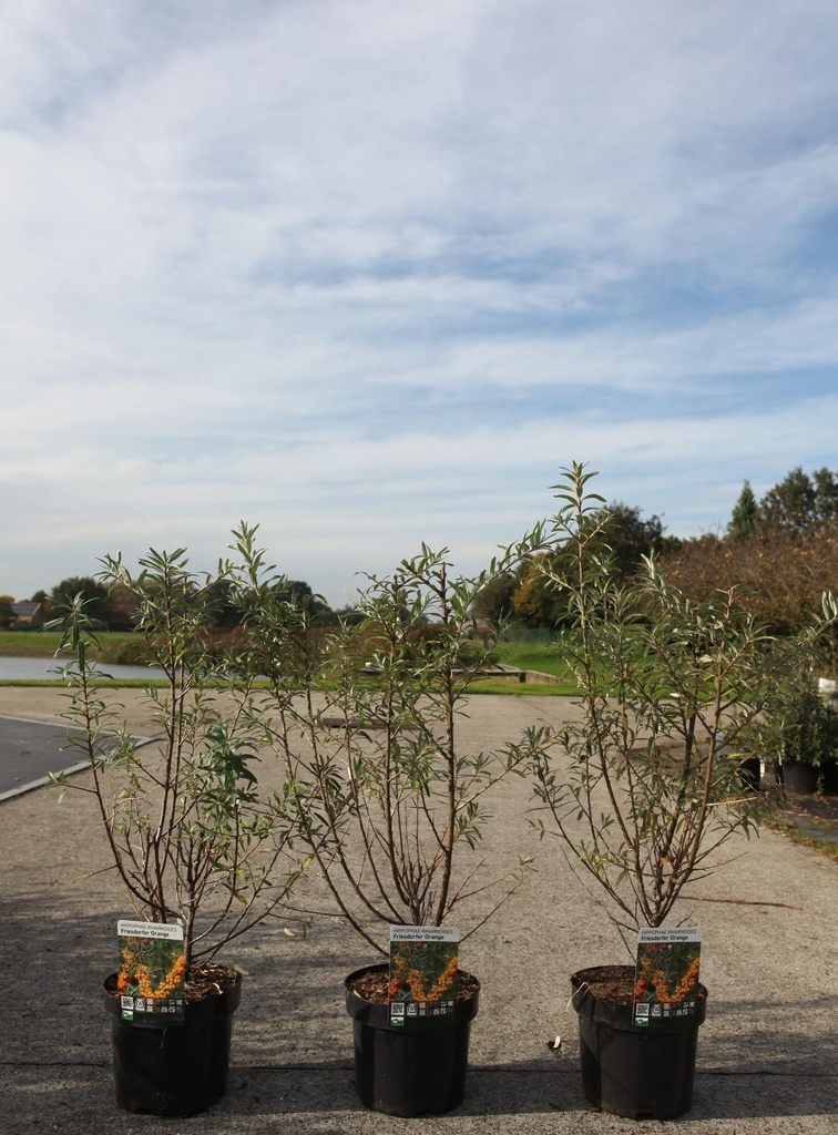 Hippophae rhamnoides 'Friesdorfer Orange' cont. 3,6L 40-50 cm (vr) +f