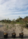 Hippophae rhamnoides 'Friesdorfer Orange' cont. 3,6L 40-50 cm (vr) +f