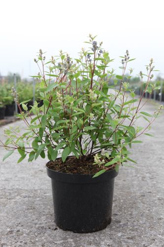Ceanothus pallidus MARIE BLEU cont. 10L 60-80 cm +ф