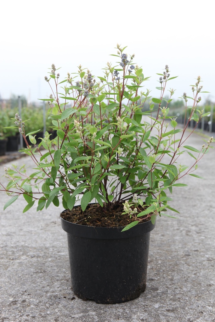 Ceanothus pallidus MARIE BLEU cont. 10L 60-80 cm +ф