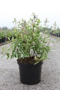 Ceanothus pallidus MARIE BLEU cont. 10L 60-80 cm +f