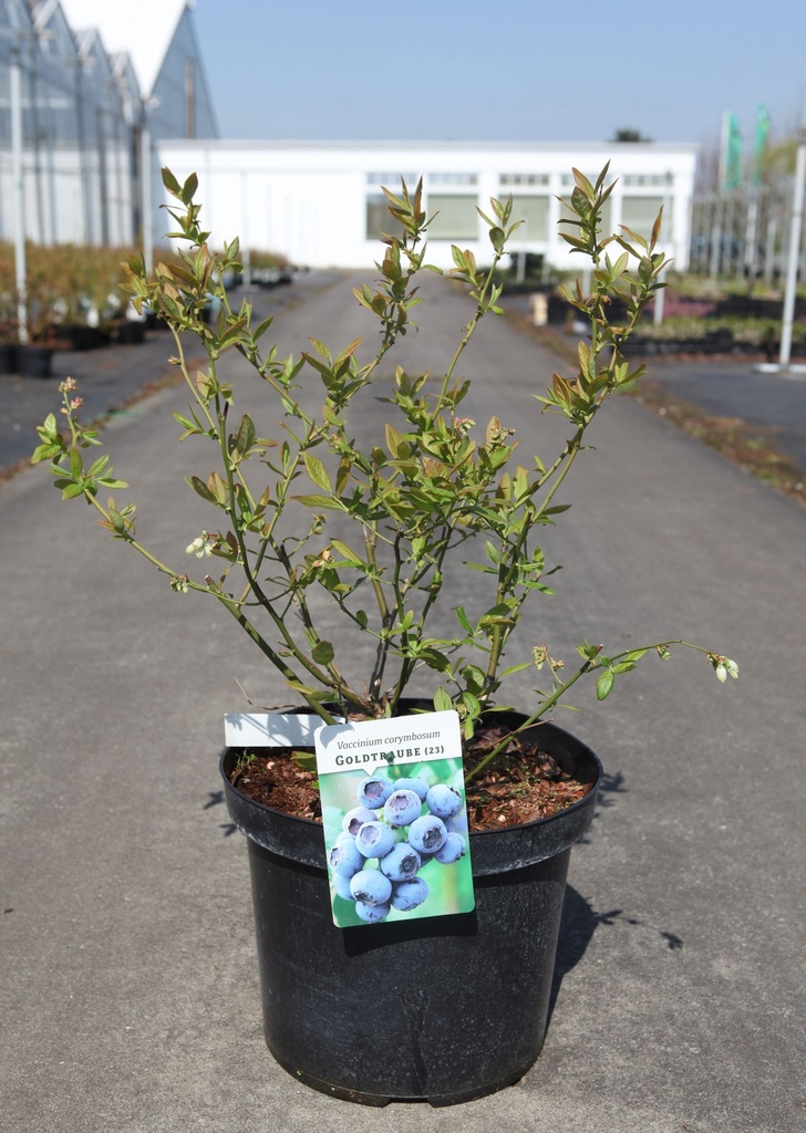 [P] Vaccinium corymbosum 'Goldtraube 23' cont. 10L 60-80 cm +B