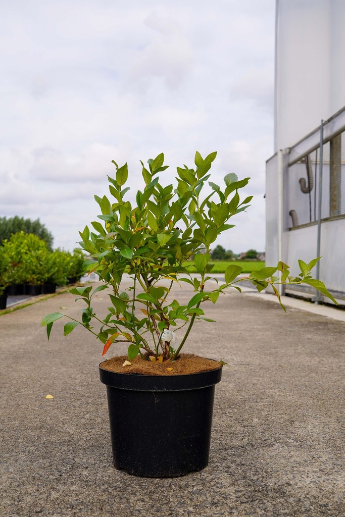 [P] Vaccinium corymbosum 'Goldtraube 23' cont. 10L 60-80 cm +f