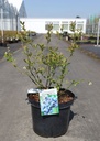 Vaccinium corymbosum 'Goldtraube 23' cont. 10L 60-80 cm +ф