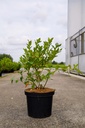 Vaccinium corymbosum 'Goldtraube 23' vaso 10L 60-80 cm +f