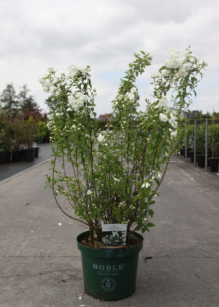 Philadelphus 'Snow Dwarf (Little White Love®)' cont. 10L 40-50 cm +f