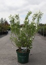 Philadelphus 'Snow Dwarf (Little White Love®)' cont. 10L 40-50 cm +p