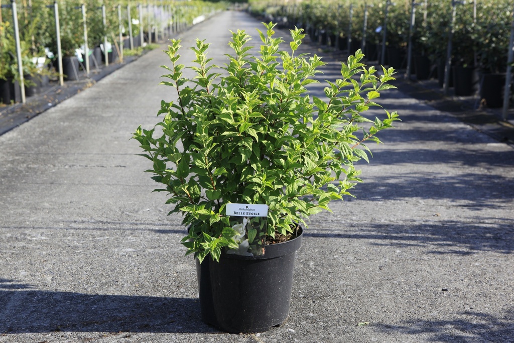 [P] Philadelphus 'Belle Etoile' cont. 10L 80-100 cm +f