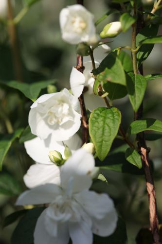 Philadelphus 'Belle Etoile' cont. 10L 80-100 cm +p