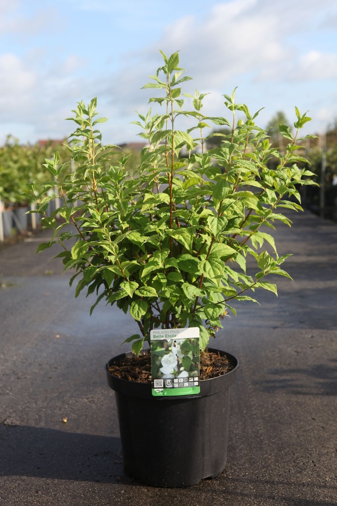 Philadelphus 'Belle Etoile' cont. 10L 80-100 cm +p