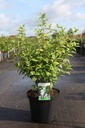 Philadelphus 'Belle Etoile' cont. 10L 80-100 cm +p
