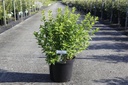 Philadelphus 'Belle Etoile' cont. 10L 80-100 cm +p