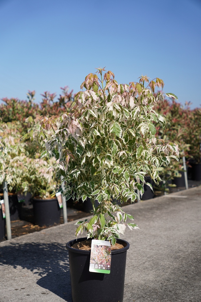 [P] Acer negundo 'Flamingo' cont. 15L 100/+ cm +ф