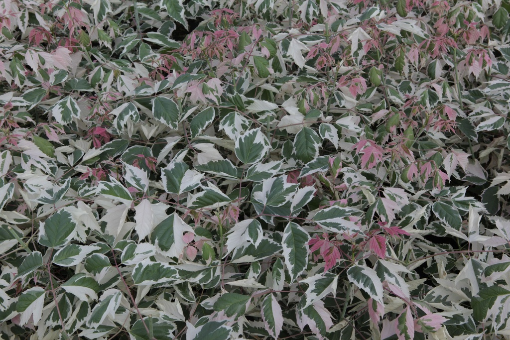 Acer negundo 'Flamingo' cont. 15L 100/+ cm +B