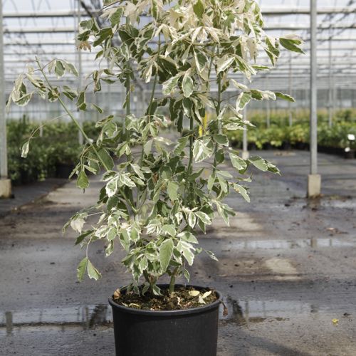 [P] Acer negundo 'Flamingo' cont. 15L 100/+ cm +p