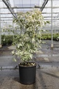 Acer negundo 'Flamingo' cont. 15L 100/+ cm +p