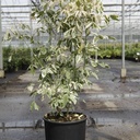 Acer negundo 'Flamingo' cont. 15L 100/+ cm +p