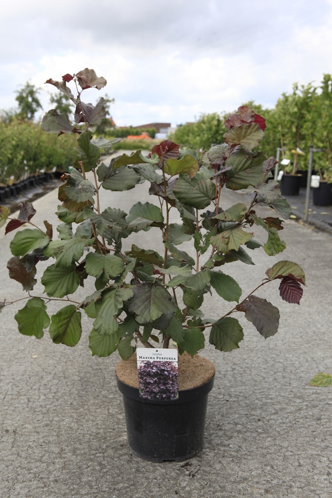 Corylus maxima 'Purpurea' cont. 12L 80-100 cm +B