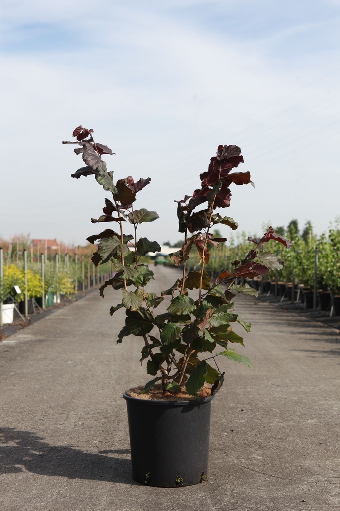 Corylus maxima 'Purpurea' cont. 12L 80-100 cm +p