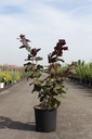 Corylus maxima 'Purpurea' cont. 12L 80-100 cm +ф