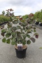Corylus maxima 'Purpurea' cont. 12L 80-100 cm +B