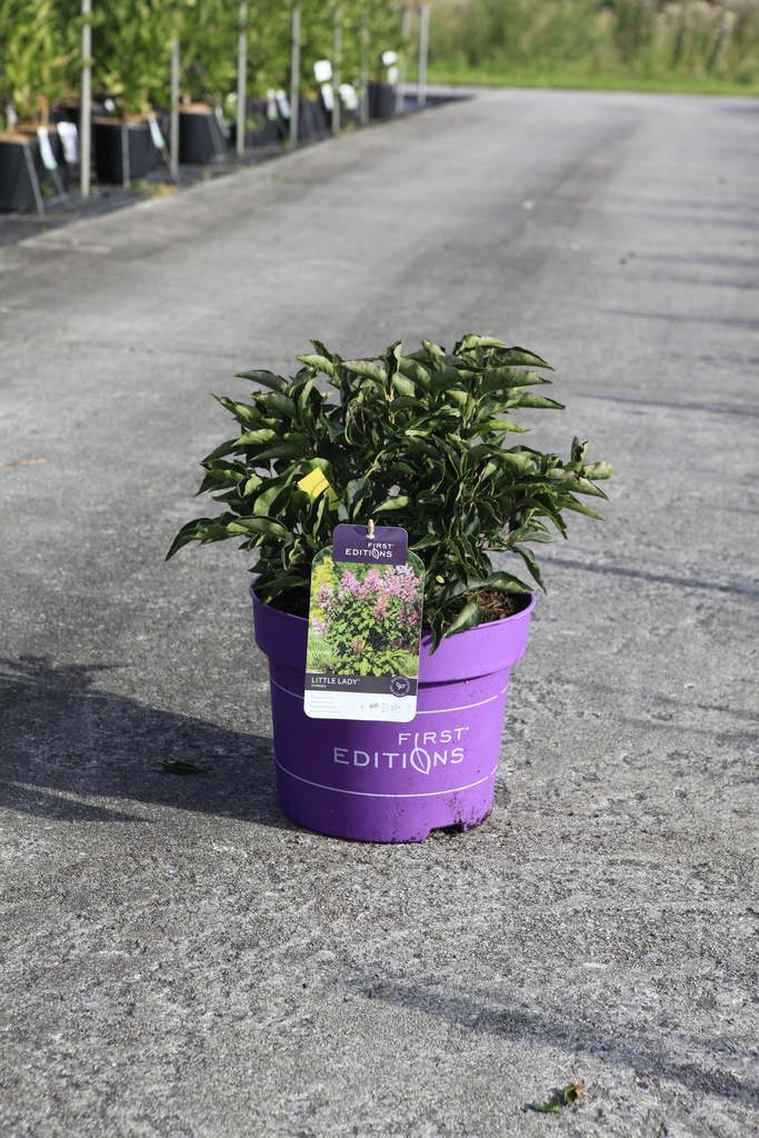Syringa First Editions® LITTLE LADY cont. 10L deco 20-30 cm +f