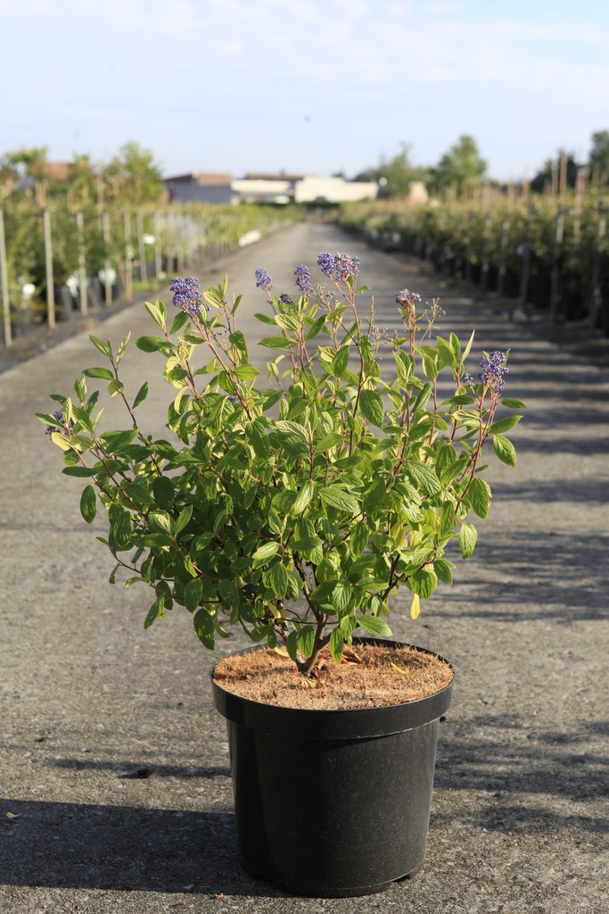 Ceanothus delilianus 'Henri Défossé' cont. 10L 60/+ cm +f