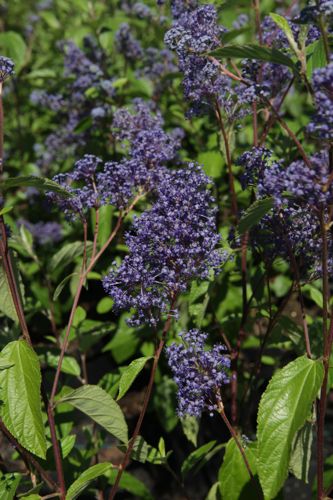 [P] Ceanothus delilianus 'Henri Défossé' cont. 10L 60/+ cm +p
