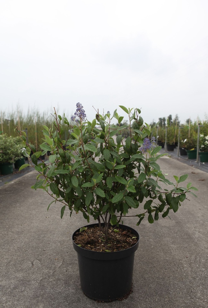 [P] Ceanothus delilianus 'Henri Défossé' cont. 10L 60/+ cm +p