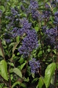 Ceanothus delilianus 'Henri Défossé' cont. 10L 60/+ cm +ф