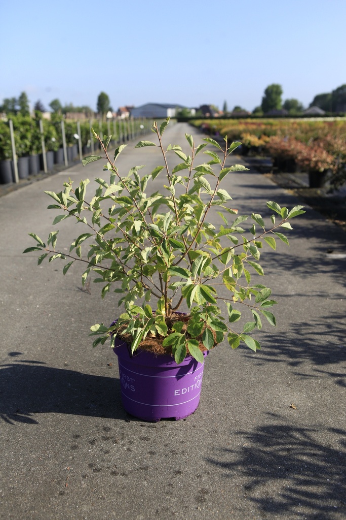 Exochorda macrantha First Editions® 'Lotus Moon®' cont. 10L deco 50-60 cm +p