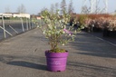 Exochorda macrantha First Editions® 'Lotus Moon®' cont. 10L deco 50-60 cm +ф
