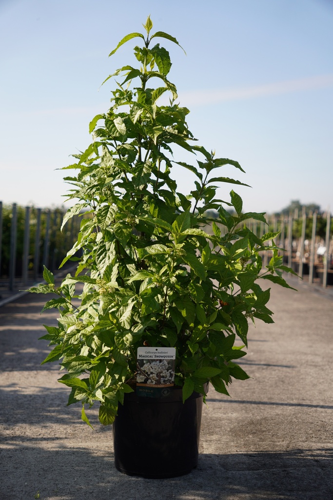 Callicarpa bodinieri MAGICAL® SNOWQUEEN (PBR) cont. 10L 60-80 cm +p