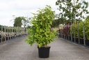Callicarpa bodinieri MAGICAL® SNOWQUEEN (PBR) cont. 10L 60-80 cm +ф