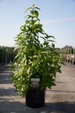 Callicarpa bodinieri MAGICAL® SNOWQUEEN (PBR) cont. 10L 60-80 cm +f