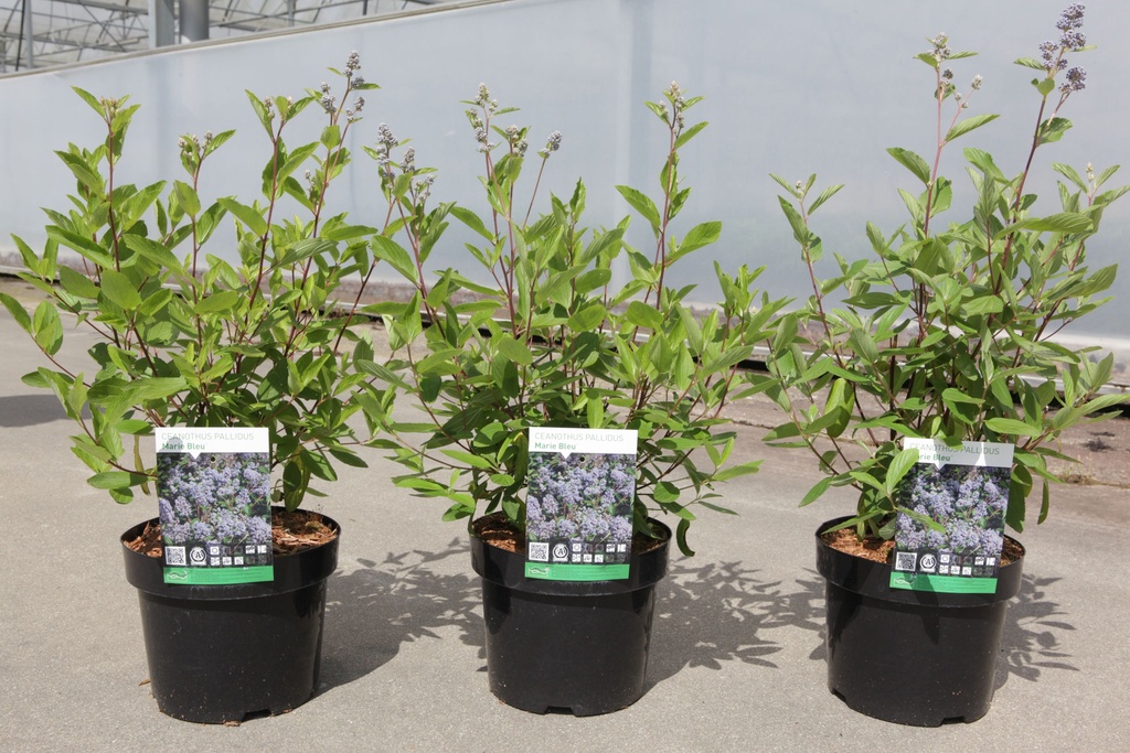 Ceanothus pallidus MARIE BLEU cont. 3,6L 40-50 cm +f