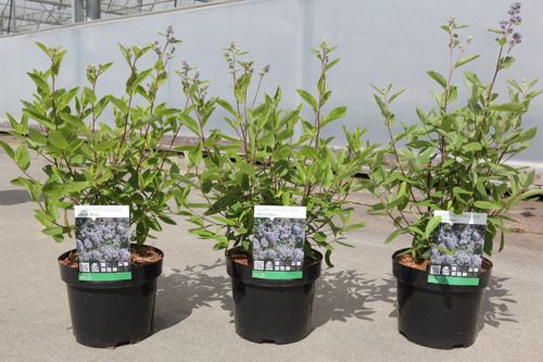 Ceanothus pallidus MARIE BLEU cont. 3,6L 40-50 cm +p