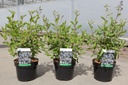 Ceanothus pallidus MARIE BLEU cont. 3,6L 40-50 cm +f