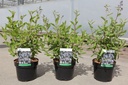 Ceanothus pallidus MARIE BLEU cont. 3,6L 40-50 cm +p