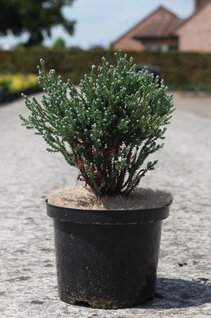 [P] Chamaecyparis thyoides 'Blue Rock' cont. 5L 20-25 cm