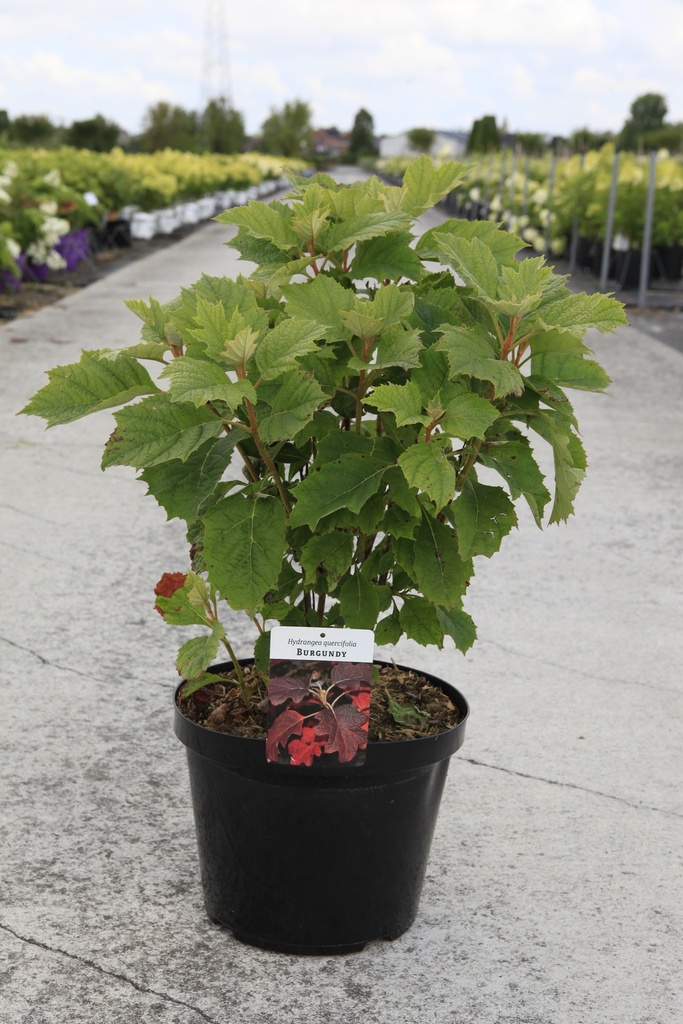 [P] Hydrangea quercifolia 'Burgundy' cont. 10L 50-60 cm +ф