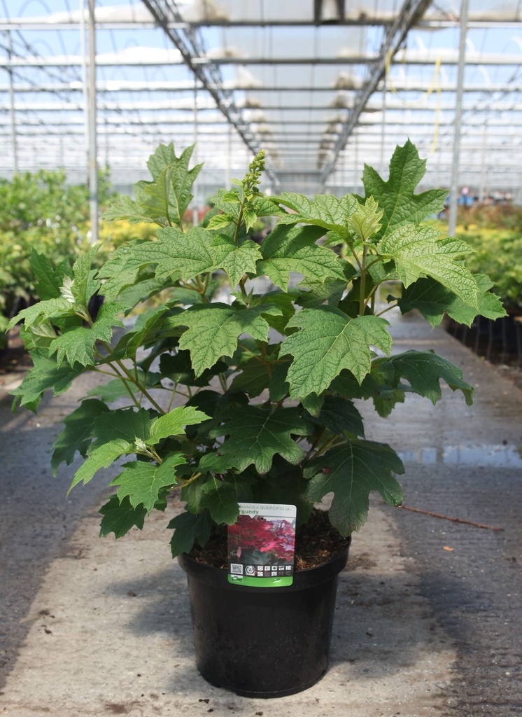 [P] Hydrangea quercifolia 'Burgundy' cont. 10L 50-60 cm +p