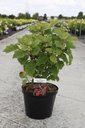 Hydrangea quercifolia 'Burgundy' cont. 10L 50-60 cm +ф