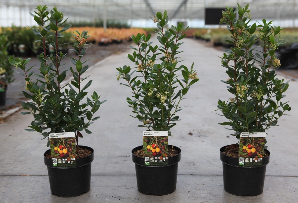 Arbutus unedo ROSELILY (PBR) cont. 3,6L 30-40 cm +B