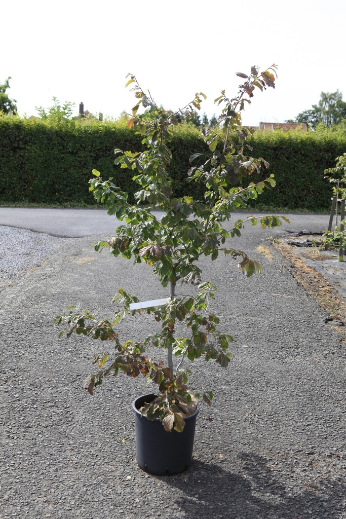 Parrotia persica Kont. 12L 125/+ cm +B