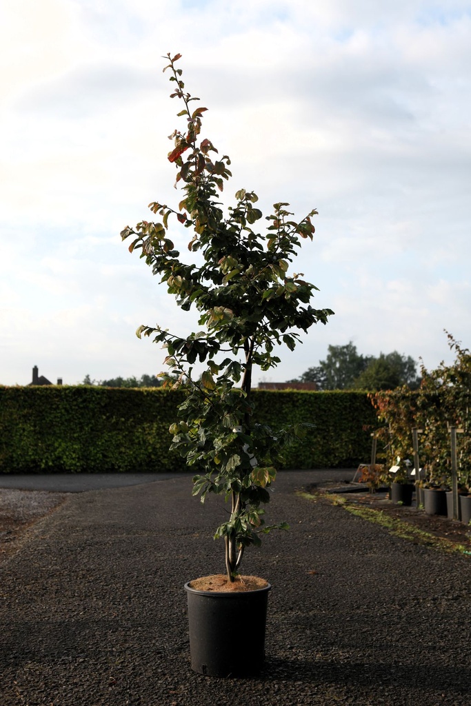 [P] Parrotia persica cont. 12L 125/+ cm +ф