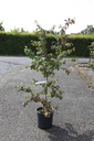 Parrotia persica Kont. 12L 125/+ cm +B