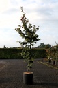 Parrotia persica cont. 12L 125/+ cm +ф
