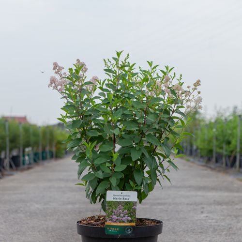 Ceanothus pallidus MARIE ROSE cont. 10L 60/+ cm +ф