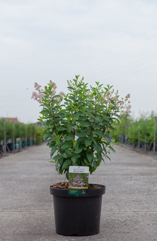 Ceanothus pallidus MARIE ROSE cont. 10L 60/+ cm +ф